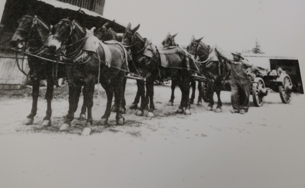 Christian Brubaker (1869-1951) of the 'A-line' of the Brubaker family with his mule team and Conestoga Wagon.