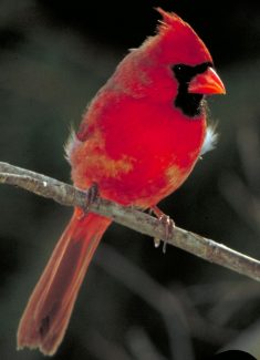cardinal-01